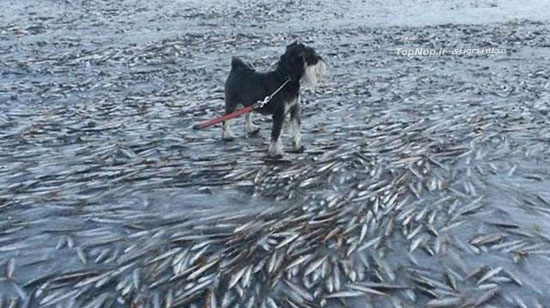 انجماد گروهی ماهی ها در نروژ/ عکس