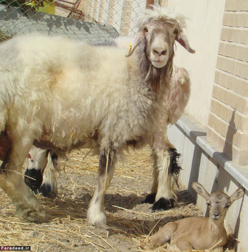 گوسفندی که «قوچ وحشی» به دنیا آورد/ عکس
