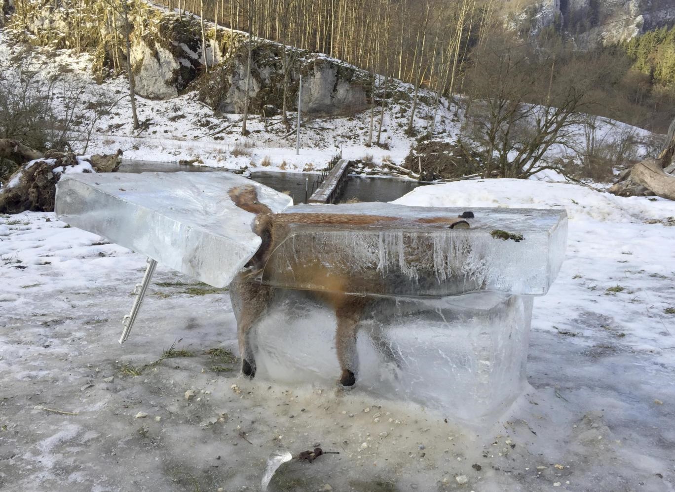 عکس | روباه یخ‌زده در آلمان ؛ تصویری عجیب