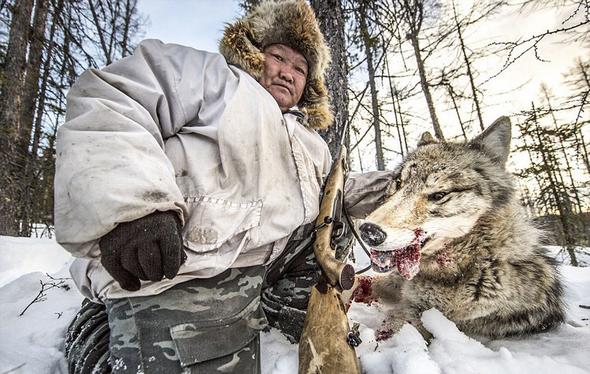 تصاویر : شکارچیان گرگ در سیبری