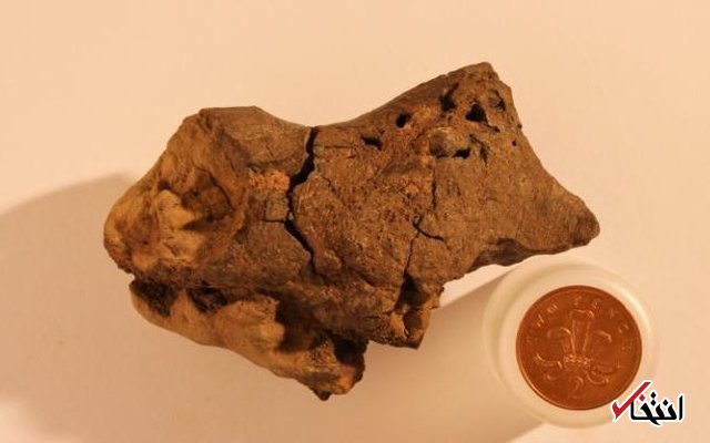 کشف نخستین نمونه از مغز دایناسورها