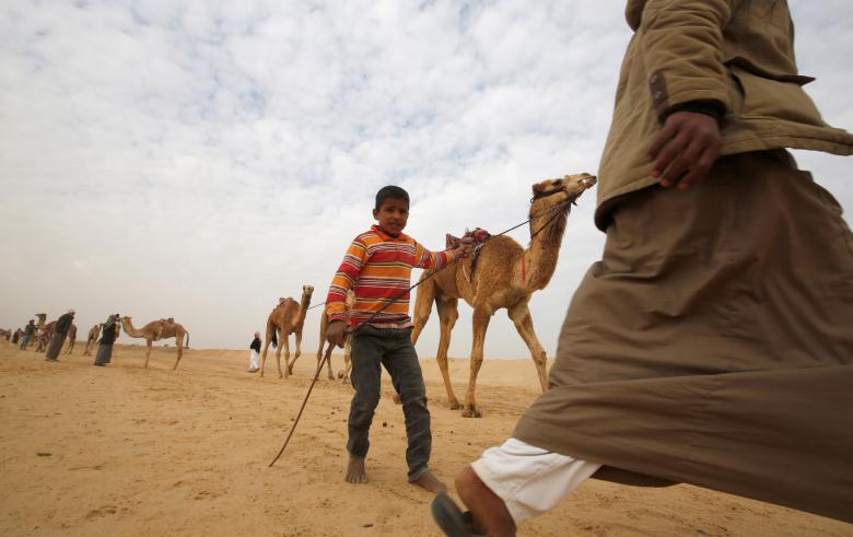 تصاویر : مسابقه شترسواری در صحرای مصر