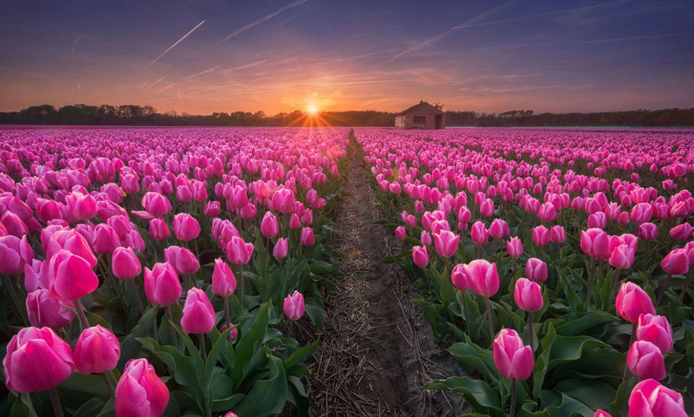 تصاویر : مزارع گل در هلند