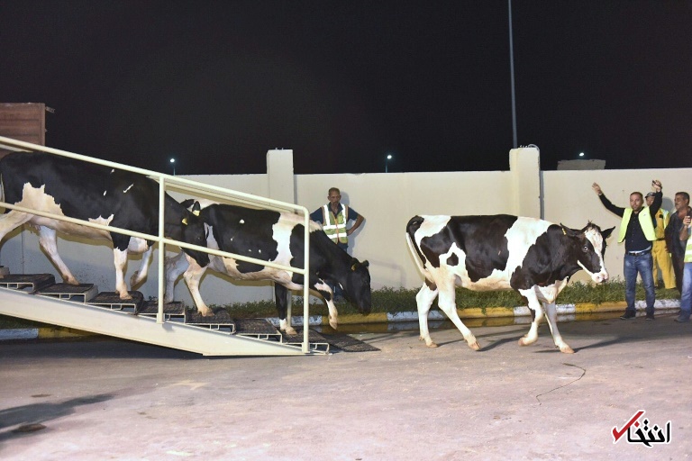 تصاویر : قطر گاو شیرده وارد کرد