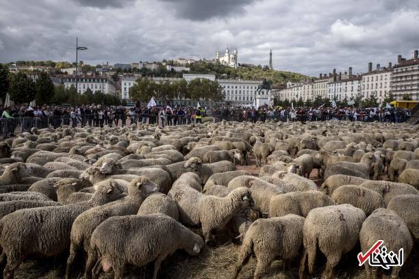 تصاویر : تظاهرات گوسفندها‌ علیه گرگ‌ها در فرانسه!