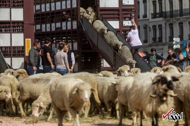 تصاویر : تظاهرات گوسفندها‌ علیه گرگ‌ها در فرانسه!
