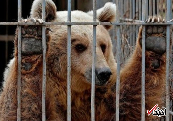 علت بوی بد باغ‌وحش تهران مخزن تصفیه فاضلاب است نه حیوانات