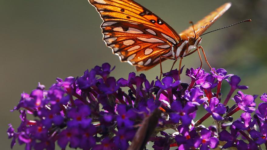 هشدار پژوهشگران در باره انقراض حشرات؛ آیا باید با پروانه‌ها خداحافظی کرد؟