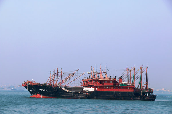 سازمان شیلات: حتی یک شناور چینی در آب‌های ایران حضور ندارد/وجود پنج هزار شناور غیرمجاز در خلیج‌فارس صحت ندارد/ اسبک ماهی حرام گوشت صادر می شود