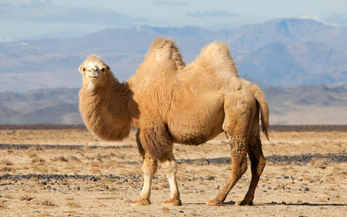 بزرگترین مغز ها در بین جانداران