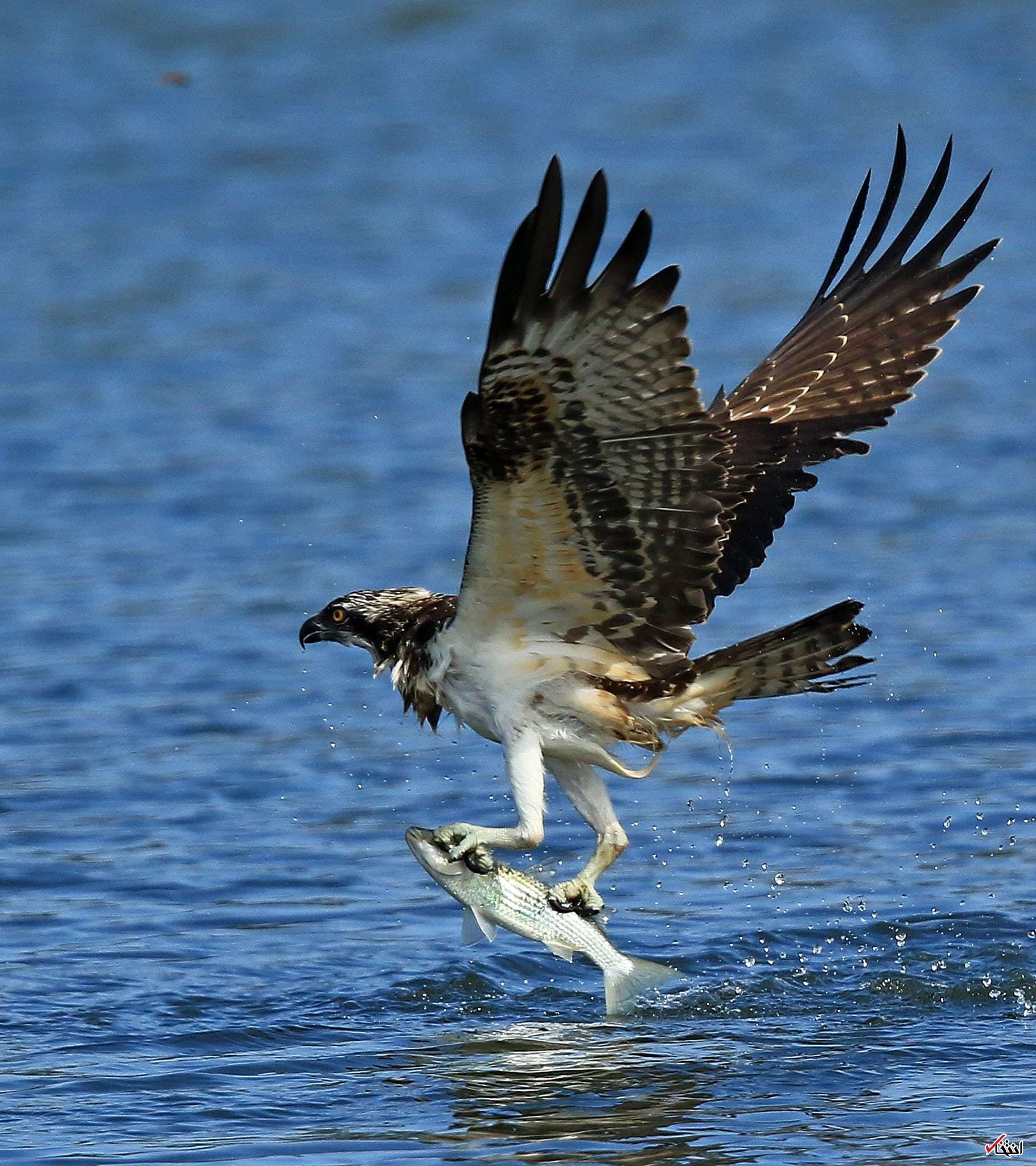 Скопа и рыба. Скопа (Pandion haliaetus). Птица рыболов Скопа. Ястреб Скопа. Хищная птица рыболов Скопа.