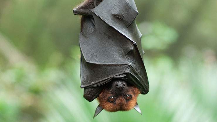 دانشمندان کانادایی: خفاش‌ها کروناویروس را حمل می‌کنند بدون آنکه بیمار شوند