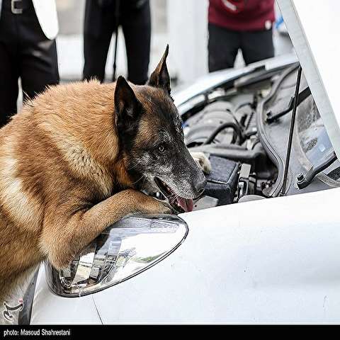 تصاویر: طرح کشف مواد مخدر توسط سگ های مواد یاب پلیس