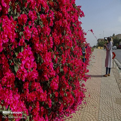 تصاویر: اهواز در محاصره گل های کاغذی