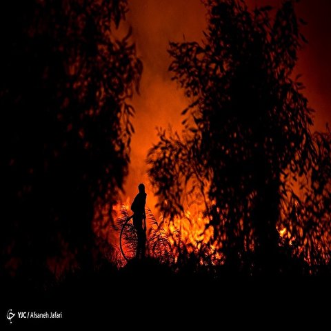 تصاویر: آتش سوزی در نیزارهای اطراف بوشهر