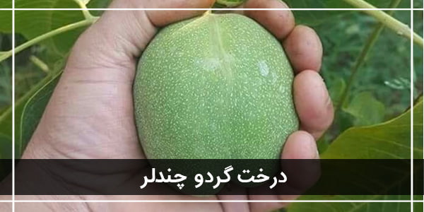 معرفی 3 نهال گردو پیوندی پرسود ایران