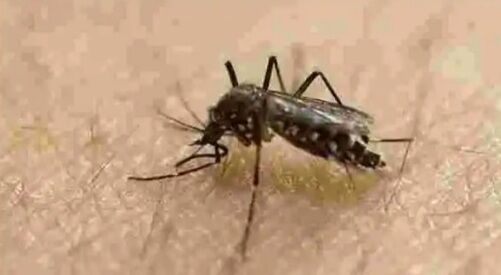 مشاهده پشه‌های ناقلِ یک ویروس فلج‌کننده انسان در ۷ ایالت آمریکا