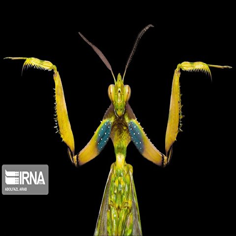 تصاویر: عکاسی ماکرو از حشرات
