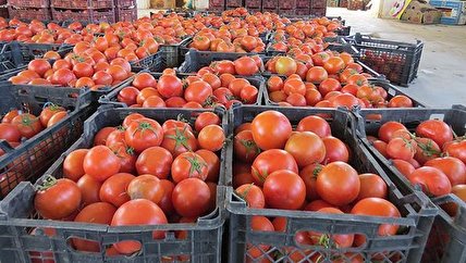 عبدالرضا جمالی‌پور، رئیس اتحادیه بارفروشان اهواز گفته: وقتی گوجه در برخی...