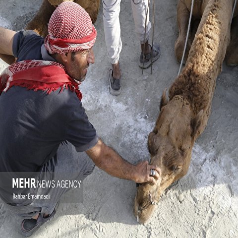 تصاویر: مسابقه شتر سواری در روستای گروک شهرستان جاسک