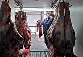 توزیع گوشت گوسفند «روسی» برای تنظیم بازار /  قیمت: ۱۸۰ هزار تومان