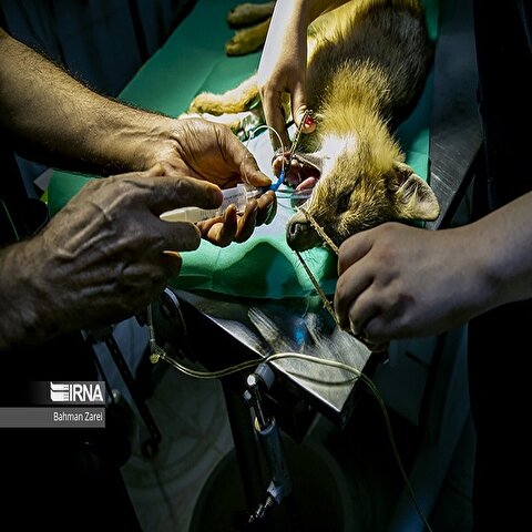تصاویر: بیمارستان حیوانات