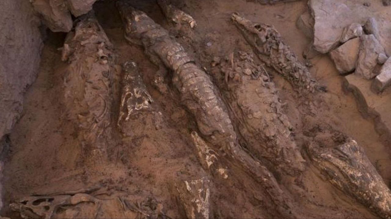 کشف کروکودیل‌های مومیایی‌شده متعلق به ۲۵۰۰ سال پیش در مصر