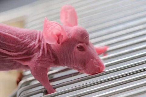 امید به رشد مجدد اندام در انسان؛ محققان روی پیشانی موش‌ها شاخ رشد دادند