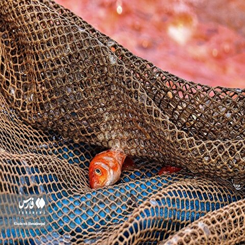 تصاویر: تولید و پرورش «ماهی قرمز» در گیلان