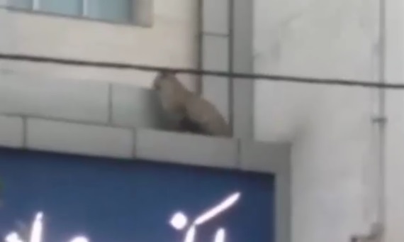 ویدیویی از جولان پلنگ سرگردان در خیابان‌های قائم شهر / یک پلیس زخمی شد / محیط زیست: به احتمال زیاد این حیوان خانگی است و از قفس رها شده
