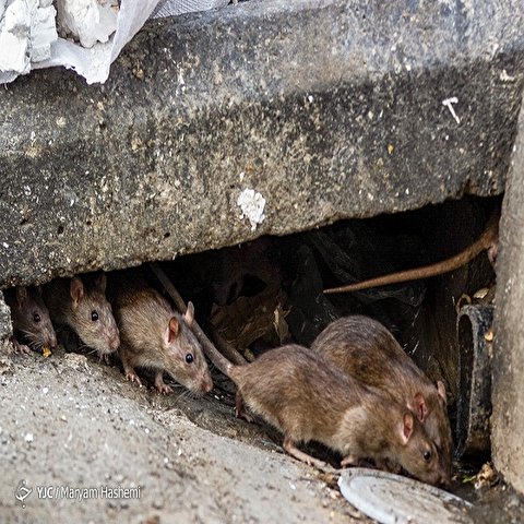 تصاویر: معضل بزرگ موش‌های خیابانی در تهران