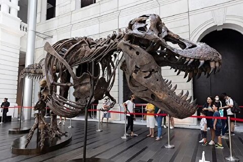 اسکلت ۴.۵ متری دایناسور تی‌رکس در حراجی هنگ‌کنگ / ضربه‌ای که حراج اسکلت دایناسورها به دنیای علم می‌زند
